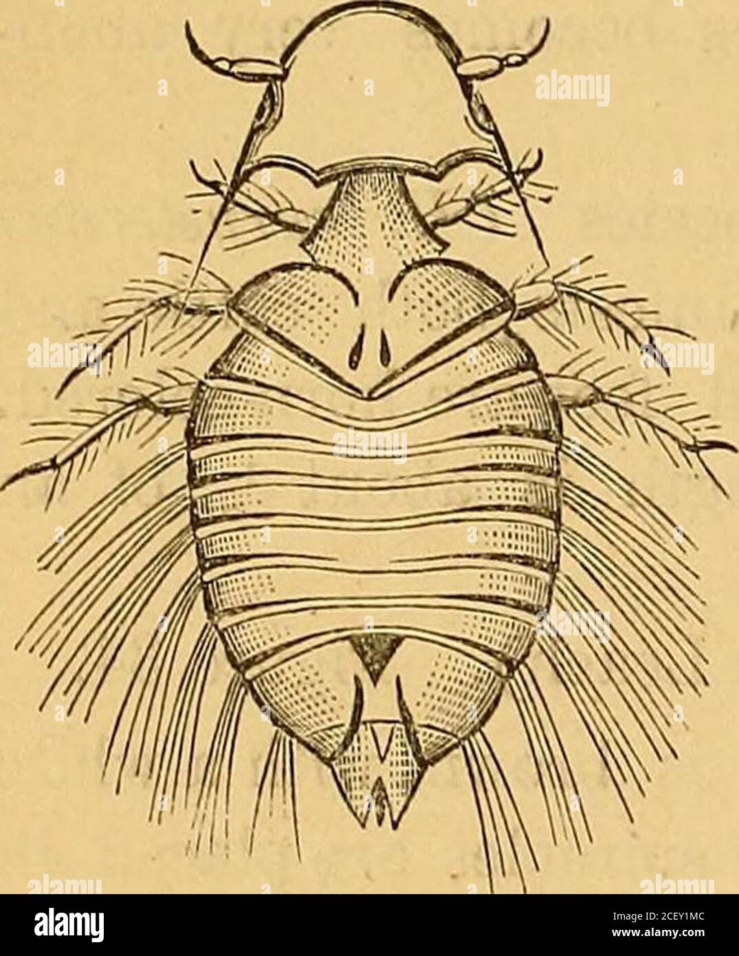 . The external and internal parasites of [man and] domestic animals. Figure 33.—Cattle-louse (Ecematopinus vituli Denny), much enlarged. FromAmerican Naturalist. Figure 34.—Hog-louse (H. suis Leach), much enlarged. From Cuvier. 6 42 BOARD OP AGRICULTURE. MALLOPHAGA (Bird-lice).These insects live both among the feathers of birds and hairof mammals. They are peculiar in having distinct jaws (Figure36), instead of a sucking tube. The body is flat, corneous,and firm above. The head is horizontal and generally broad.The antennee have three to five joints. The mandibles aresmall and hook-like. The m Stock Photo