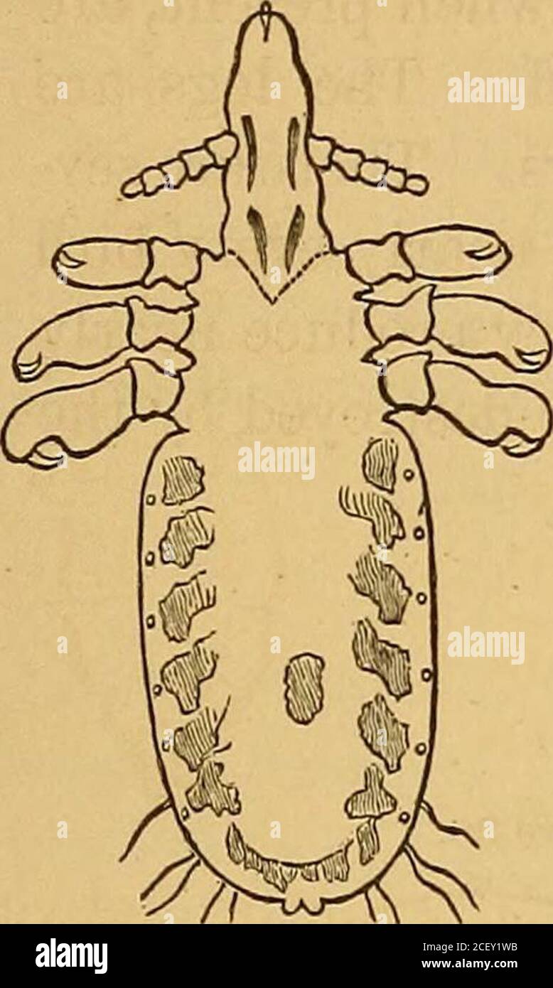 . The external and internal parasites of [man and] domestic animals. 3. jg- ^^Y^^/^ is brownish, with a pale abdomen, the abdominal segmentsbearing lateral chitinous pieces, inwhich the spiracles are situated. Thehead is elongated with a constrictionbehind the antenna. It is about jof an inch in length, or a little more.It is parasitic both on cattle and horses,and sometimes becomes very abun-dant. Another species (^IT. eurysternusDenny), also infests both cattle andhorses. In this the head, thorax, and feet are horn-colored.The thorax is very broad. Tlie length is about ^V of aninch. The Hog Stock Photo
