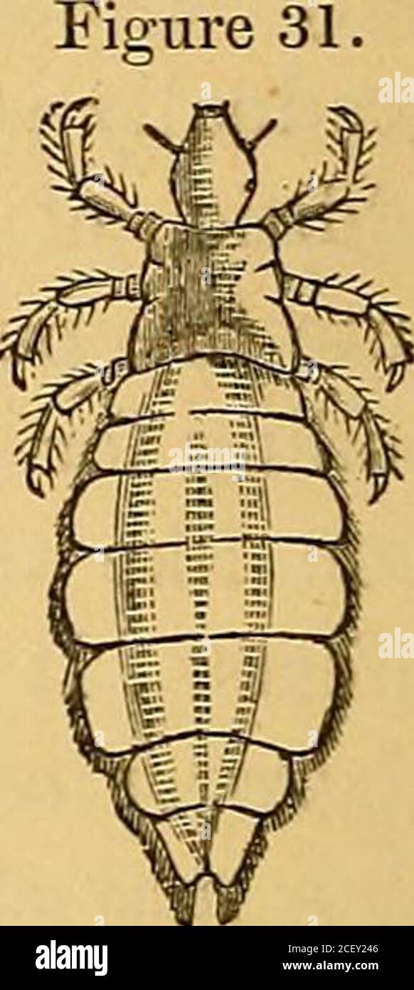 . The external and internal parasites of [man and] domestic animals. 40 . BOARD OP AGRICULTURE. which are open at the top, while the small end oears a clusterof bristles. The habits and treatment are too well known toneed further description. The Body-louse of Man {Fediculus corporis DeGeer).Figure 31. This species very closely resembles the last, but is usuallylarger. It attaches itself especially to the clothing, and at-tacks various parts of the body. It attaches its eggs chieflyto the clothing which it frequents, especiallyalong the seams, and when the clothing is sel-dom changed, as often Stock Photo