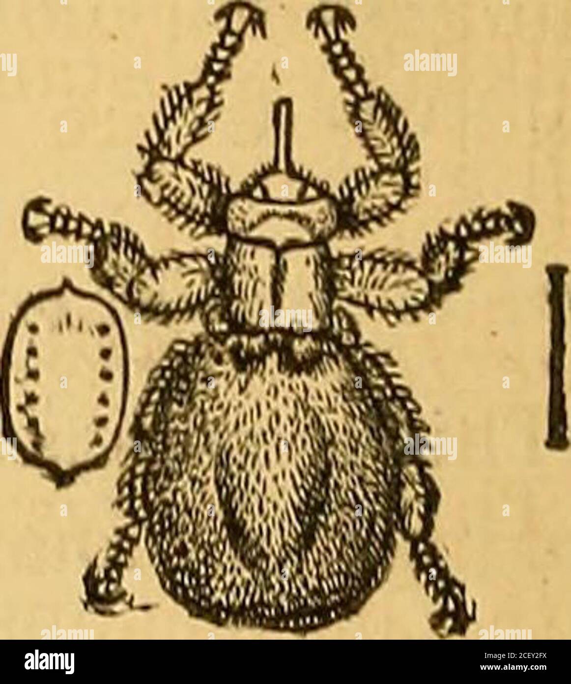 . The external and internal parasites of [man and] domestic animals. Figure 20. — The Horse-tick {Eippobosca equina Linn.), enlarged. FromCuvier.. 18 BOARD OP AGRICULTURE. The Sheep-tich (^Melophagus ovinus Linnseus). Figure 21. This insect never acquires wings. It has a broad head,wider than the tliorax. The abdomen is roundish and hairy,not showing distinct rings, and in the gravid female becomesmucli enlarged. The legs are short and stout, and the .clawsvery strong. The proboscis is as long as the head. Like thehorse-tick, it is viviparous, producing a full-grown larva, en-closed in an oval Stock Photo