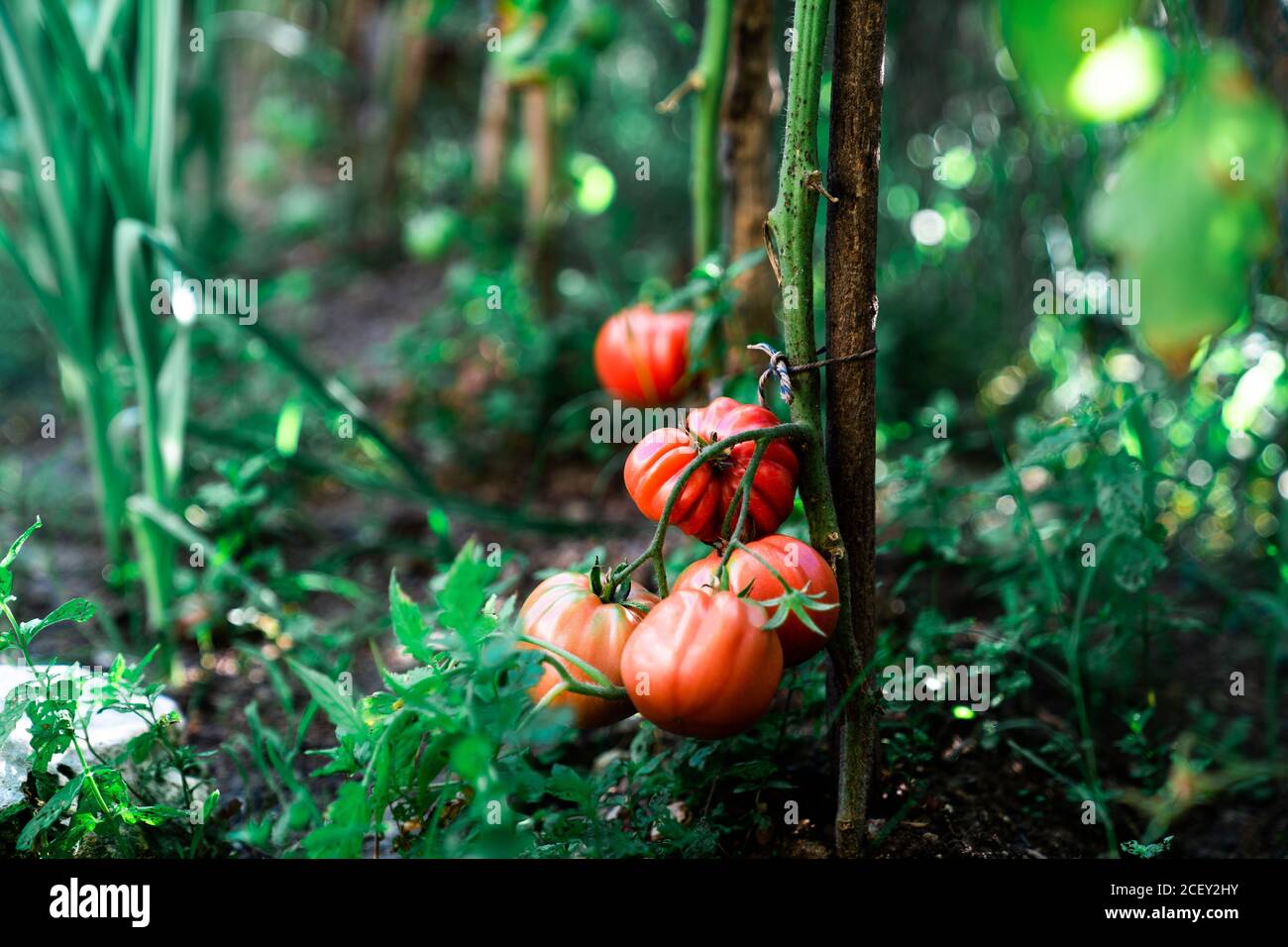 Ripe red tomatoes on branch of tomato plant growing on soil in garden ...