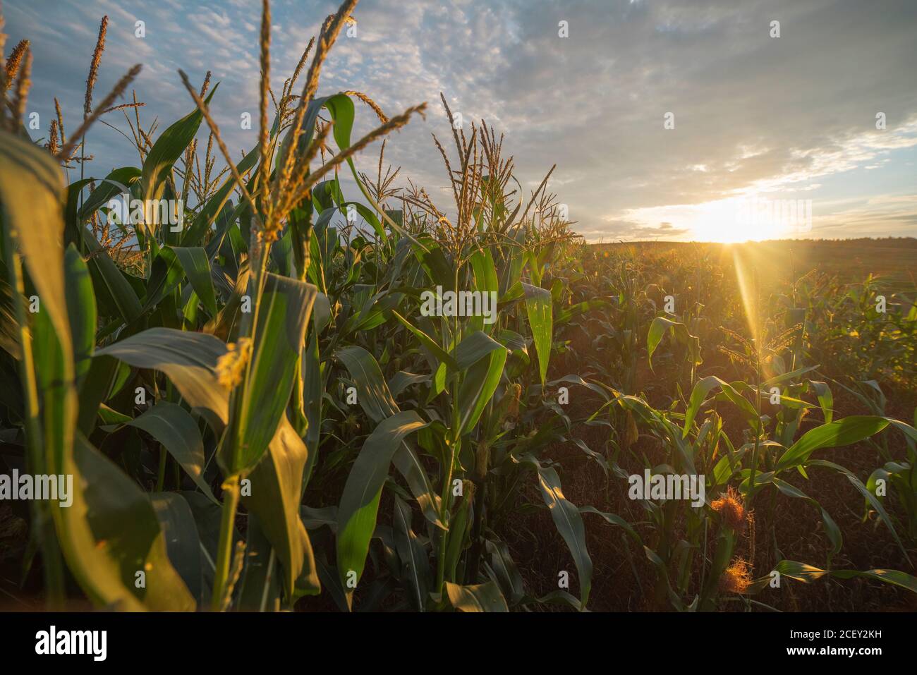 Late summer harvest hi-res stock photography and images - Alamy