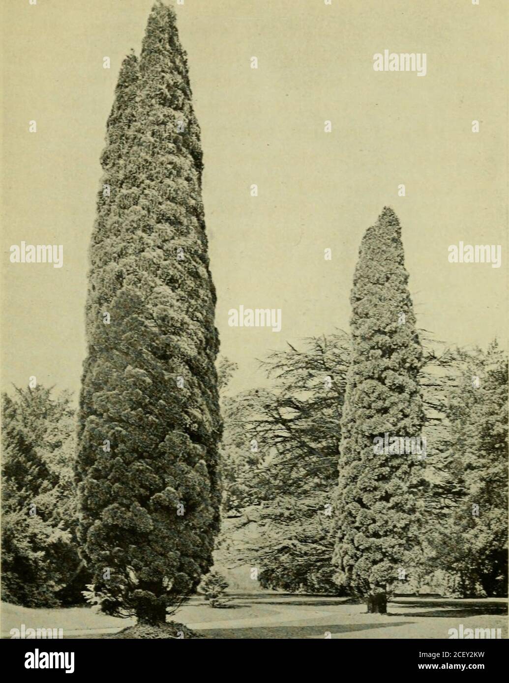 . Coniferous trees for profit & ornament being a concise description