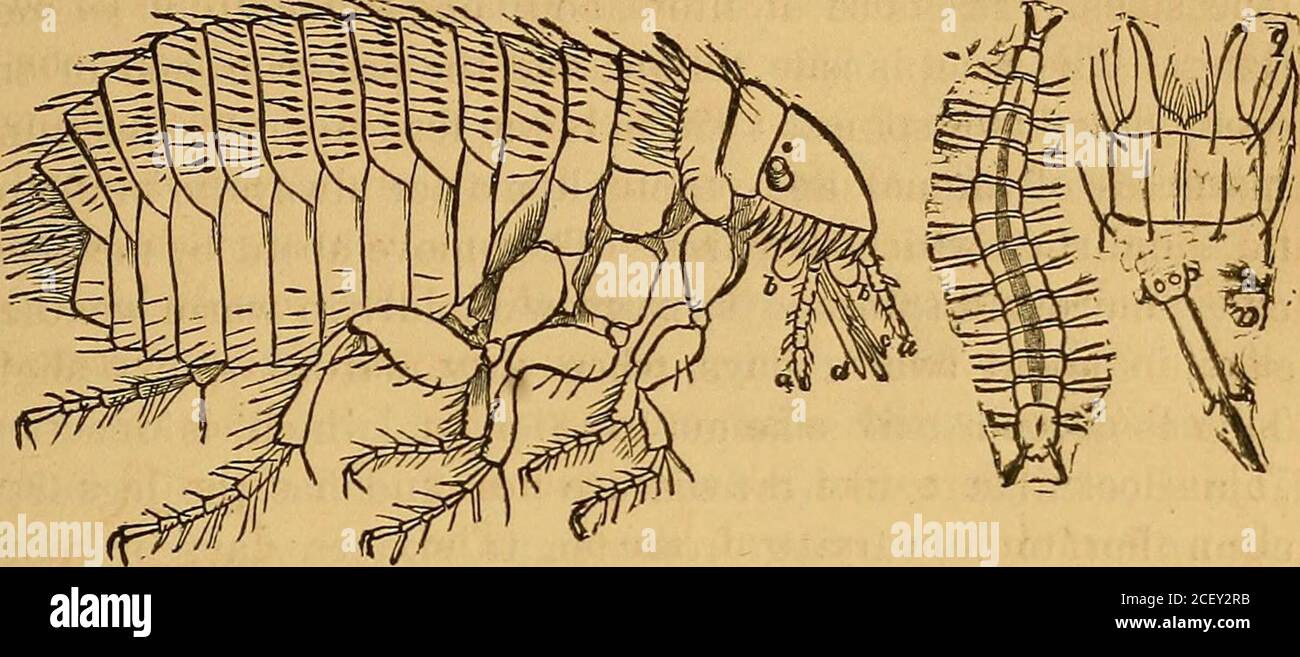 . The external and internal parasites of [man and] domestic animals. a sucking stomach. Tfie Cat-flea (^Pulex felis Bouch^). Figures 17, 18.This species of flea is perhaps the best known and mostcommon kind in New England. It not only infests nearly allcats and the places where they sleep, but is also more or lesscommon in dwellings of all classes, especially when cats areallowed to roam about over the carpets. It often becomesexceedingly troublesome in sleeping rooms, for it prefers tospend the day about the floor, in and beneath the carpet,or in some similar place of concealment; but when op Stock Photo