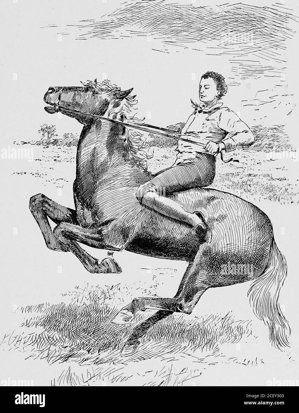 Unbroken Colt Hi Res Stock Photography And Images Alamy Unbroken Colt Hi Res Stock Photography And Images Alamy