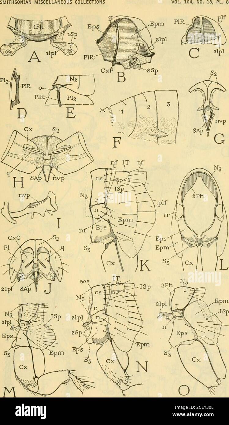 . Smithsonian miscellaneous collections. The Prothorax and the ...