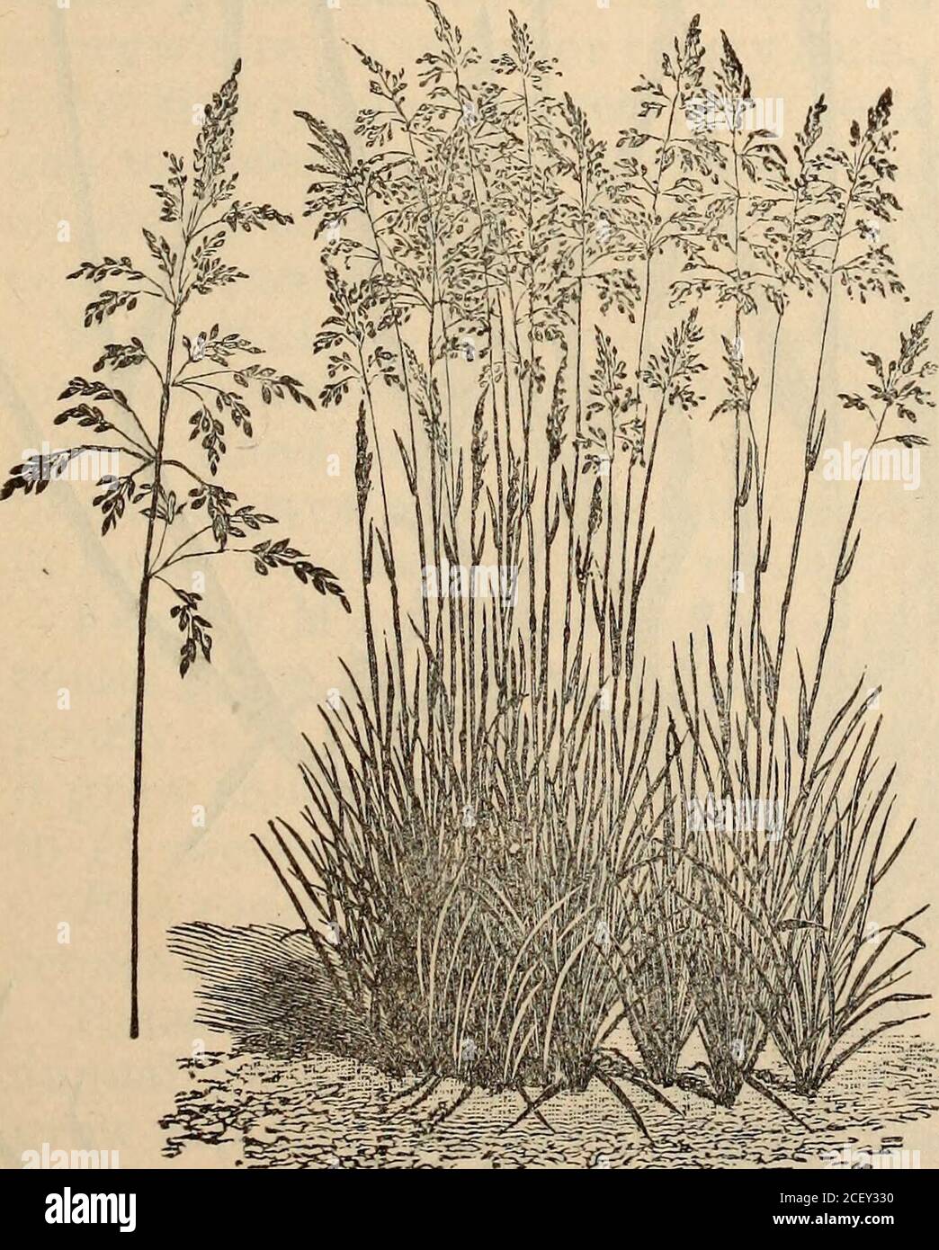 . Annual report of the North Carolina Agricultural Experiment Station. and platit grew fairly, producing culms 24 inches high, bearing a largeamount of seed. Killed by the first frost. Of little value. Heff Grass—Eragrostis Ahysinnioa.—A medium growing annualgrass, probably a cultivated variety of E. pilosa. In Abysinnia theabundant seeds of this grass are used to make bread. On our low-land plat it grew finely and produced a very heavy crop of seed, which dropped as soon as ripe. Failed to shoot from stubblewhen mown. This annualgrass is inferior to the milletsand non-saccharine sorghums,and Stock Photo