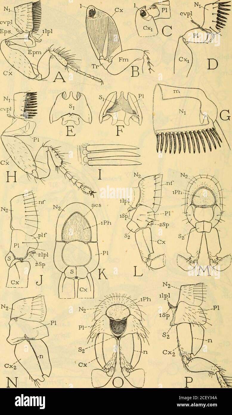 . Smithsonian miscellaneous collections. -Pmt The Epipharynx and the ...
