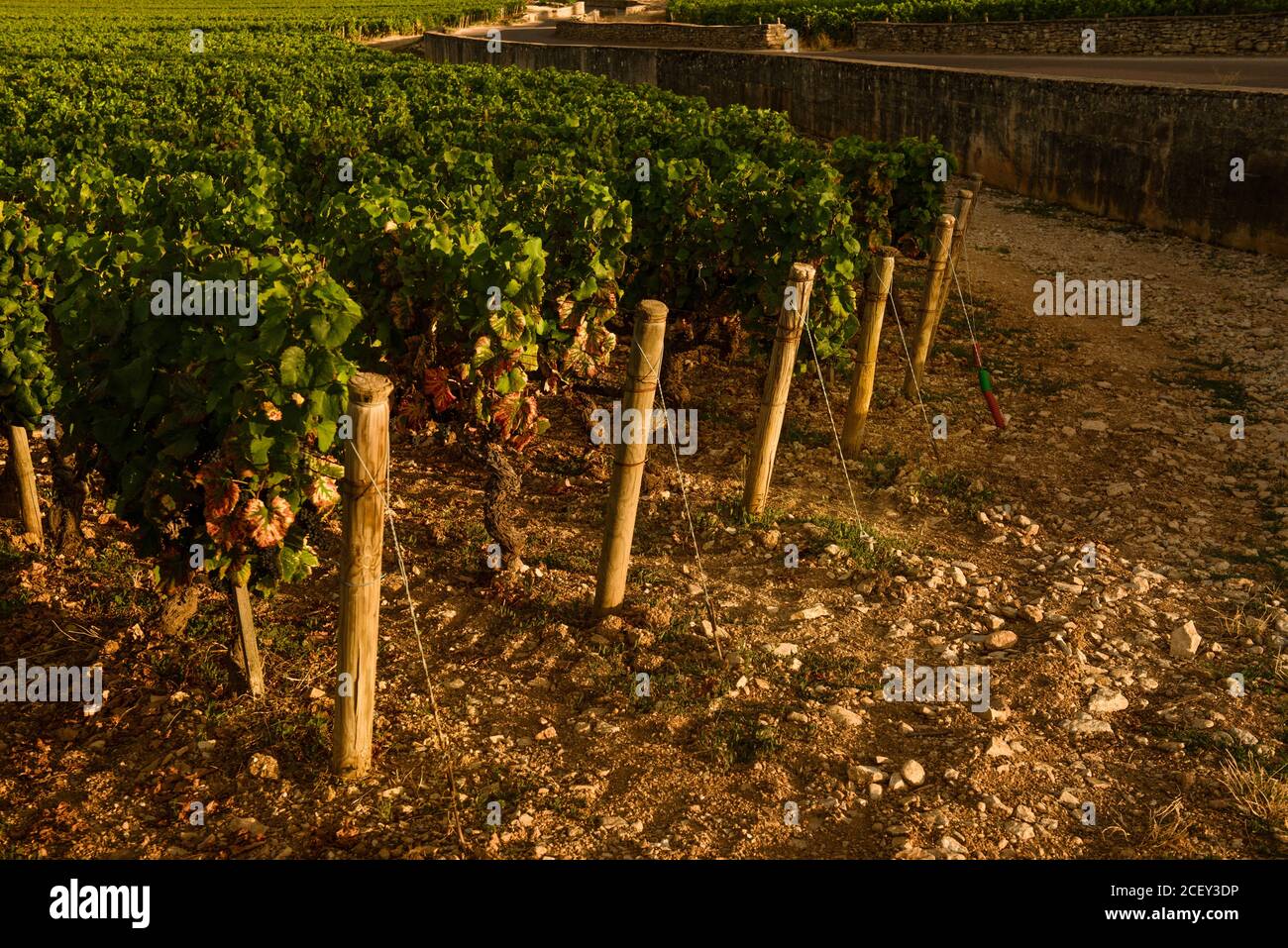 Lines of a vine plant, Beaune, France Stock Photo