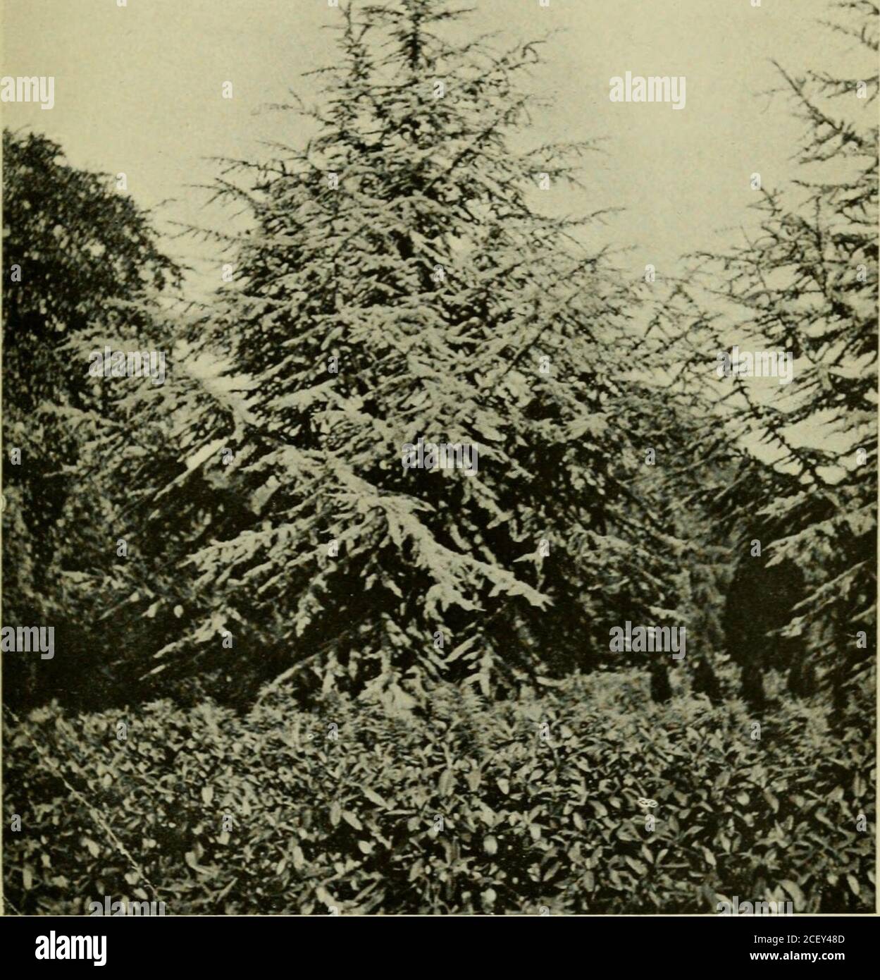 . Coniferous trees for profit & ornament being a concise description