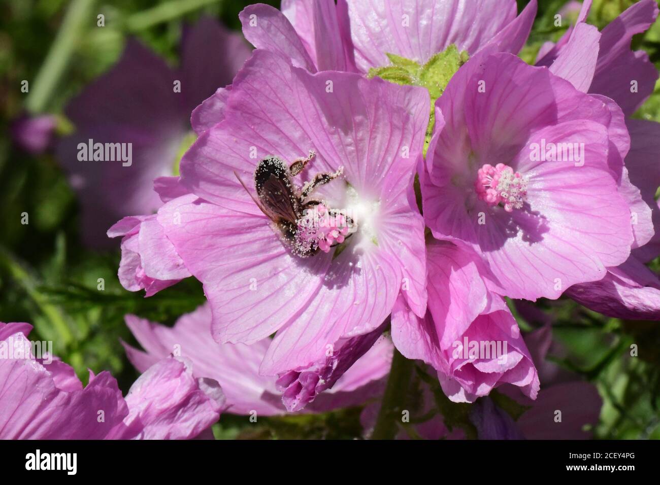 Insect in a Musk mallow (Malva moschata) flower covered in pollen. Stock Photo