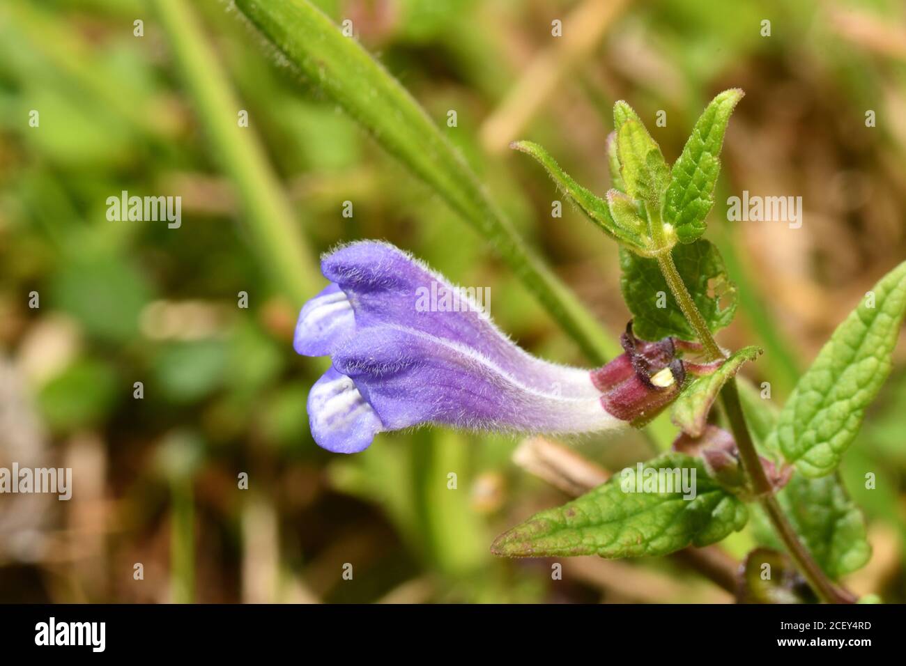 Common Skullcap 'Scutellaria galericulata' with bright blue10mm to 20mm long flowers ,found on damp ground such as marshes, fens, riverbanks and pond Stock Photo