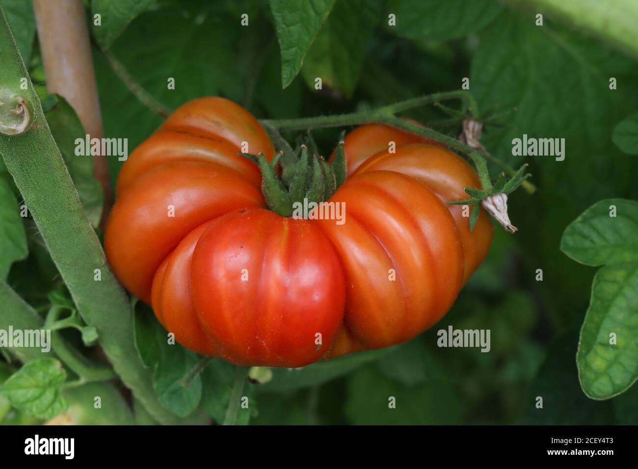 Beef tomatoes growing in the garden wobbly tomatoes Stock Photo