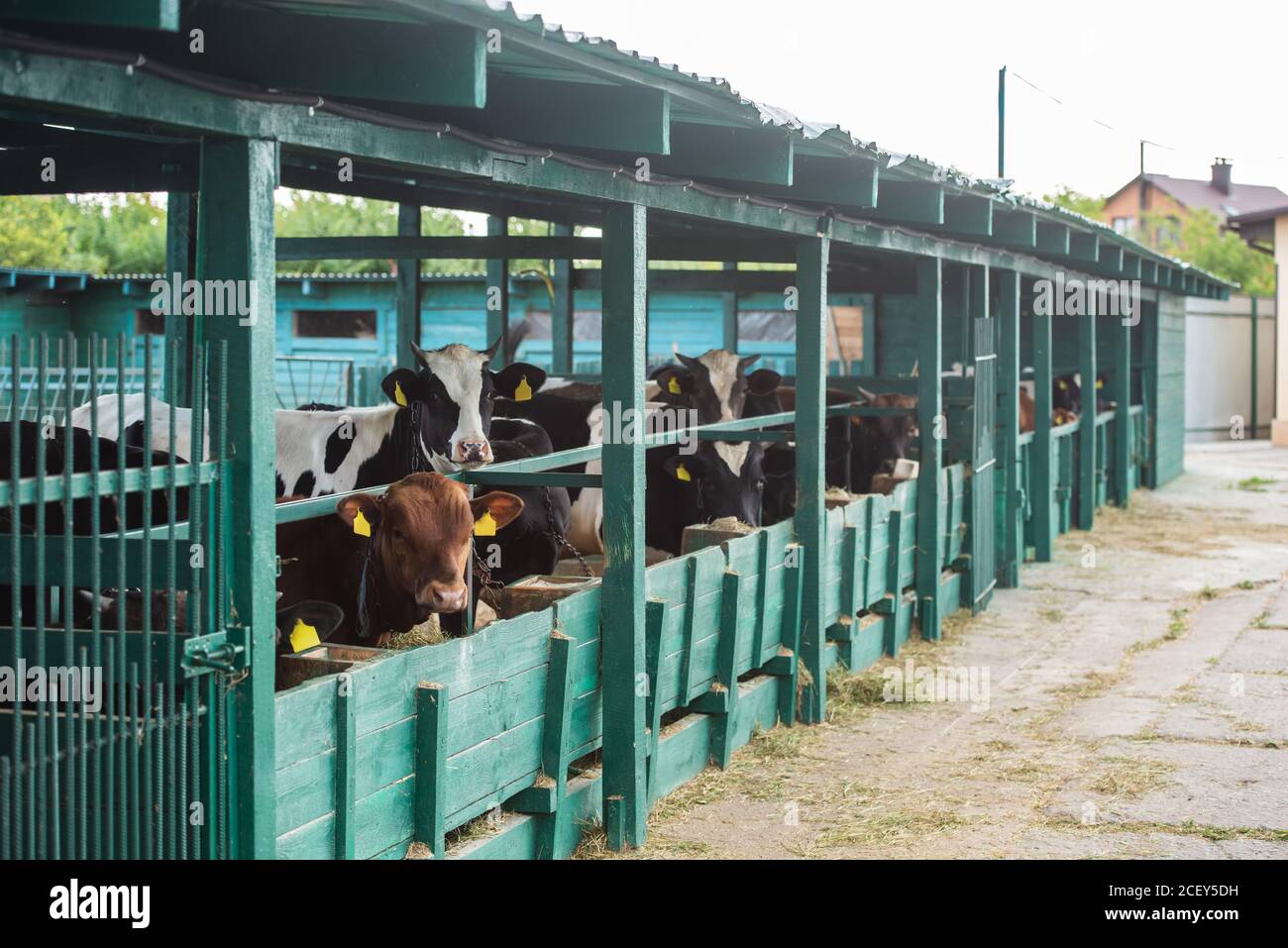 herd of spotted cows near manger in cowshed on dairy farm Stock Photo ...