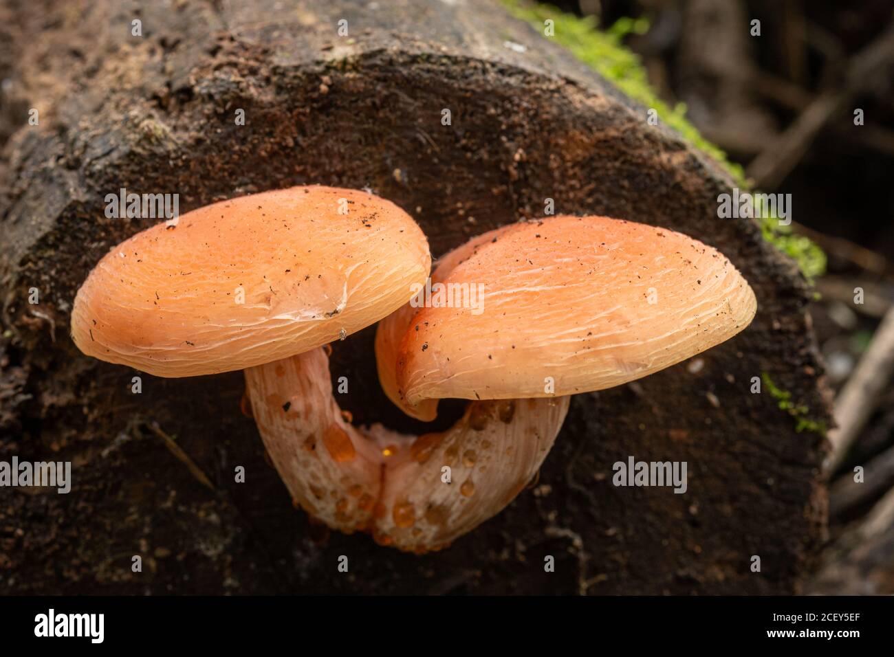 Wrinkled peach fungus (Rhodotus palmatus) growing on a log, UK Stock Photo