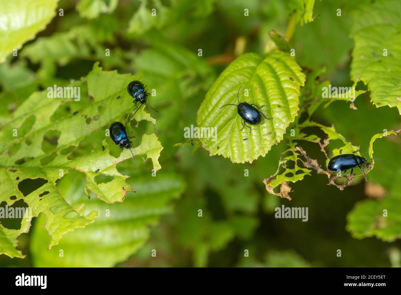 Alder leaf beetle (Agelastica alni), UK. Alder tree infestation Stock Photo