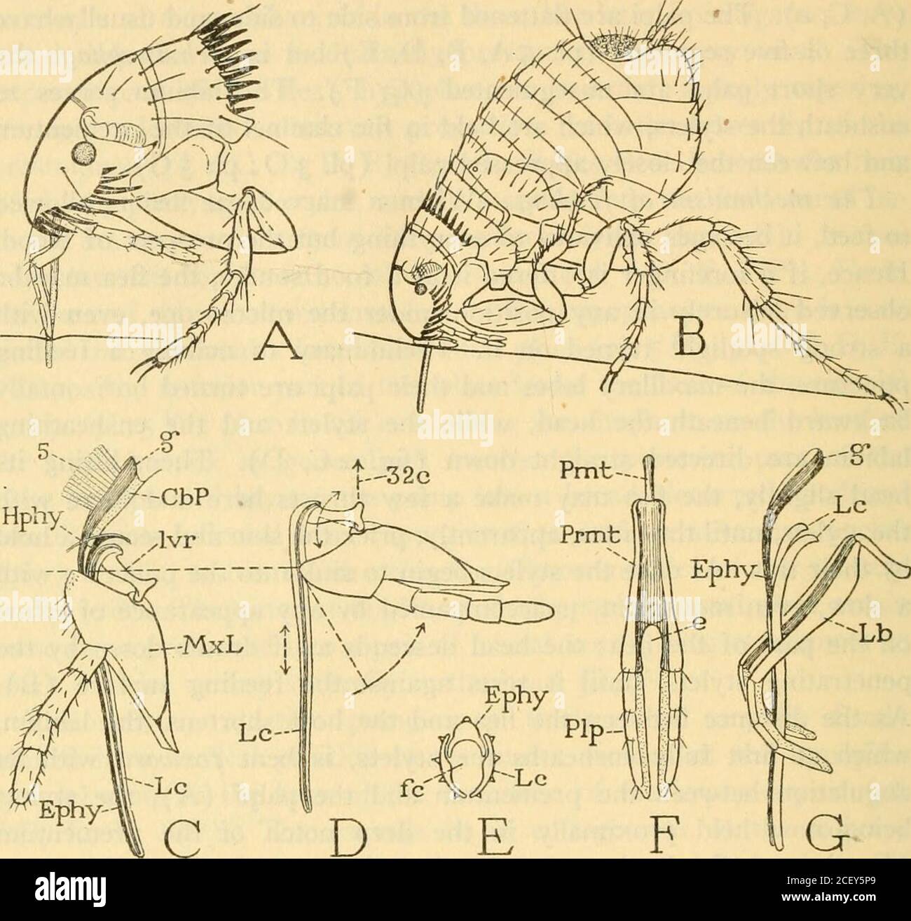 . Smithsonian miscellaneous collections. he body of the flea is finally tilted upward on thehead and remains in this position until the stylets are to be withdrawn.The legs serve merely as props for the body; the claws take no firmhold on the support during the act of puncturing. No observations have been made on the feeding act of other speciesof fleas, but the general likeness of the puncturing apparatus leaveslittle doubt that the procedure is essentially the same in all. In thesticktight flea, Echidnophaga gallinacea (Westw.), however, the labialpalpi are so short that they cannot fully en Stock Photo