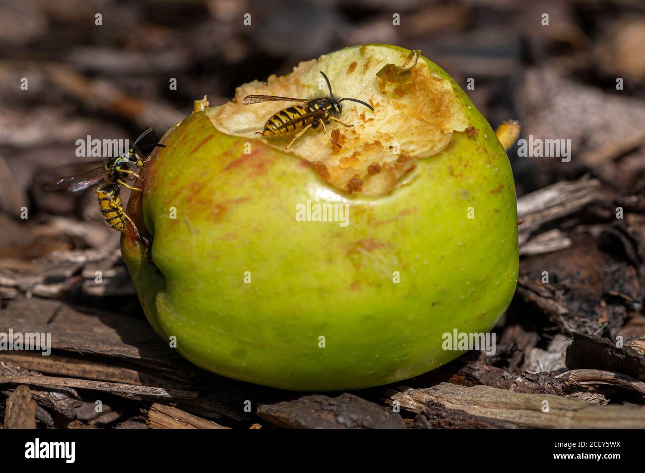 Yellow jacket wasp eating sweet apple that has fallen from the tree and is rotting Stock Photo