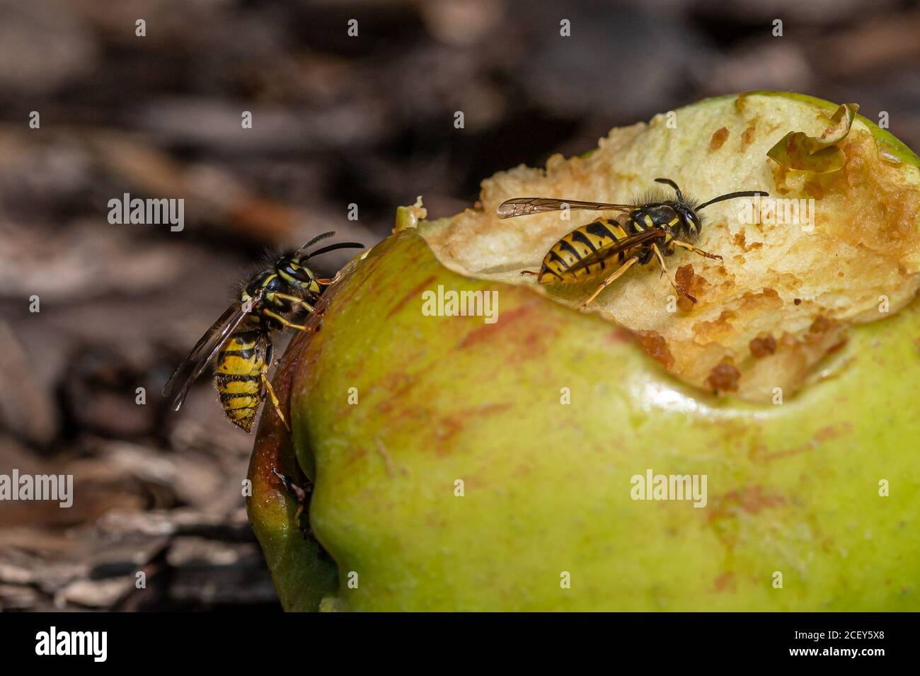 Yellow jacket wasp eating sweet apple that has fallen from the tree and