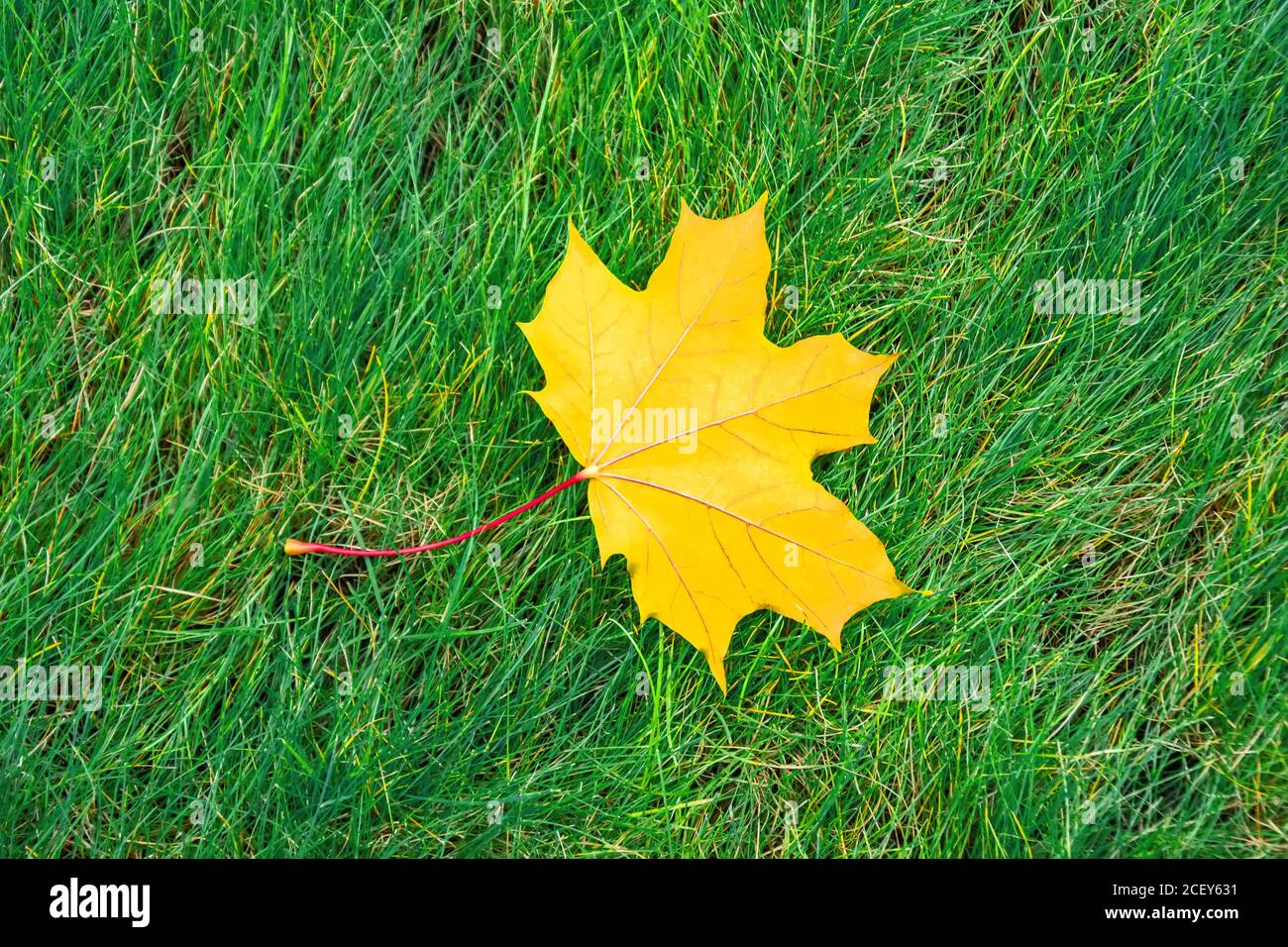 Single yellow maple leaf is lying on a green grass meadow Stock Photo