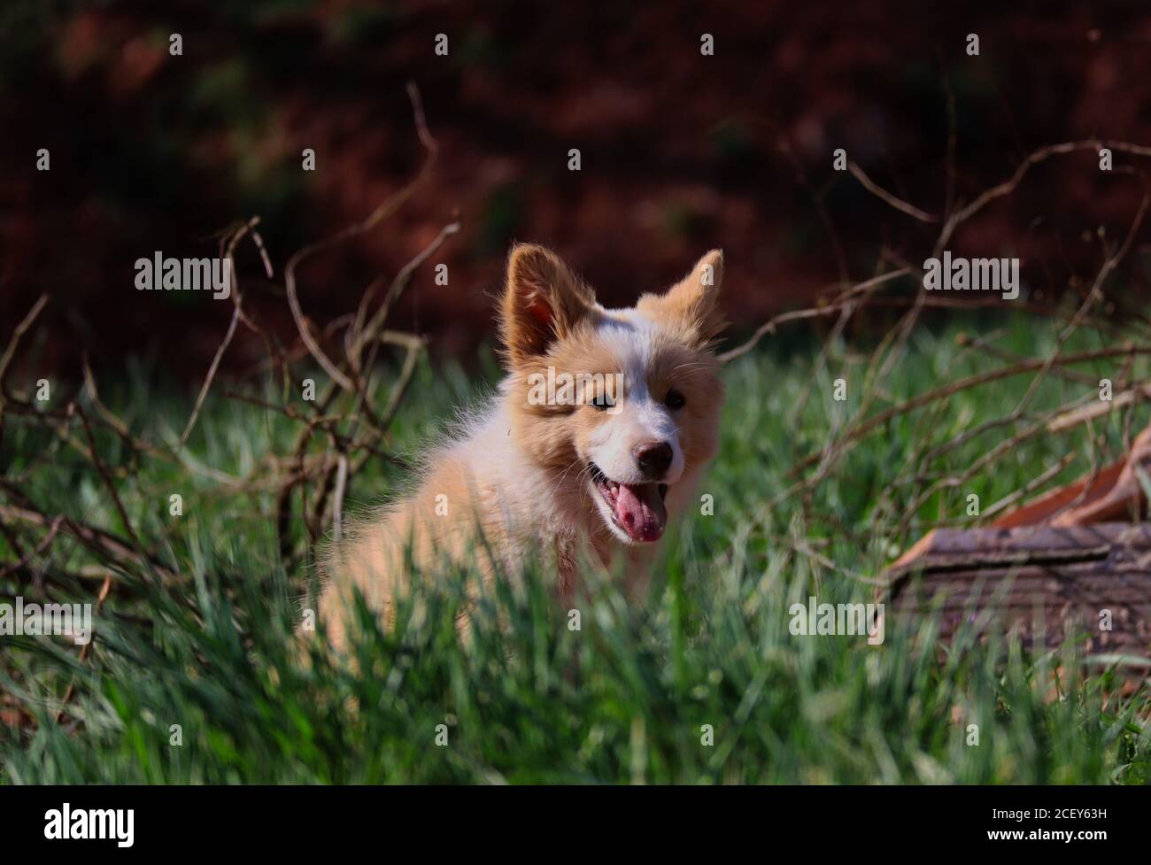 Ee Red Border Collie Puppy Sits and Smiles in the Grass next to Wood in the Garden of Czech