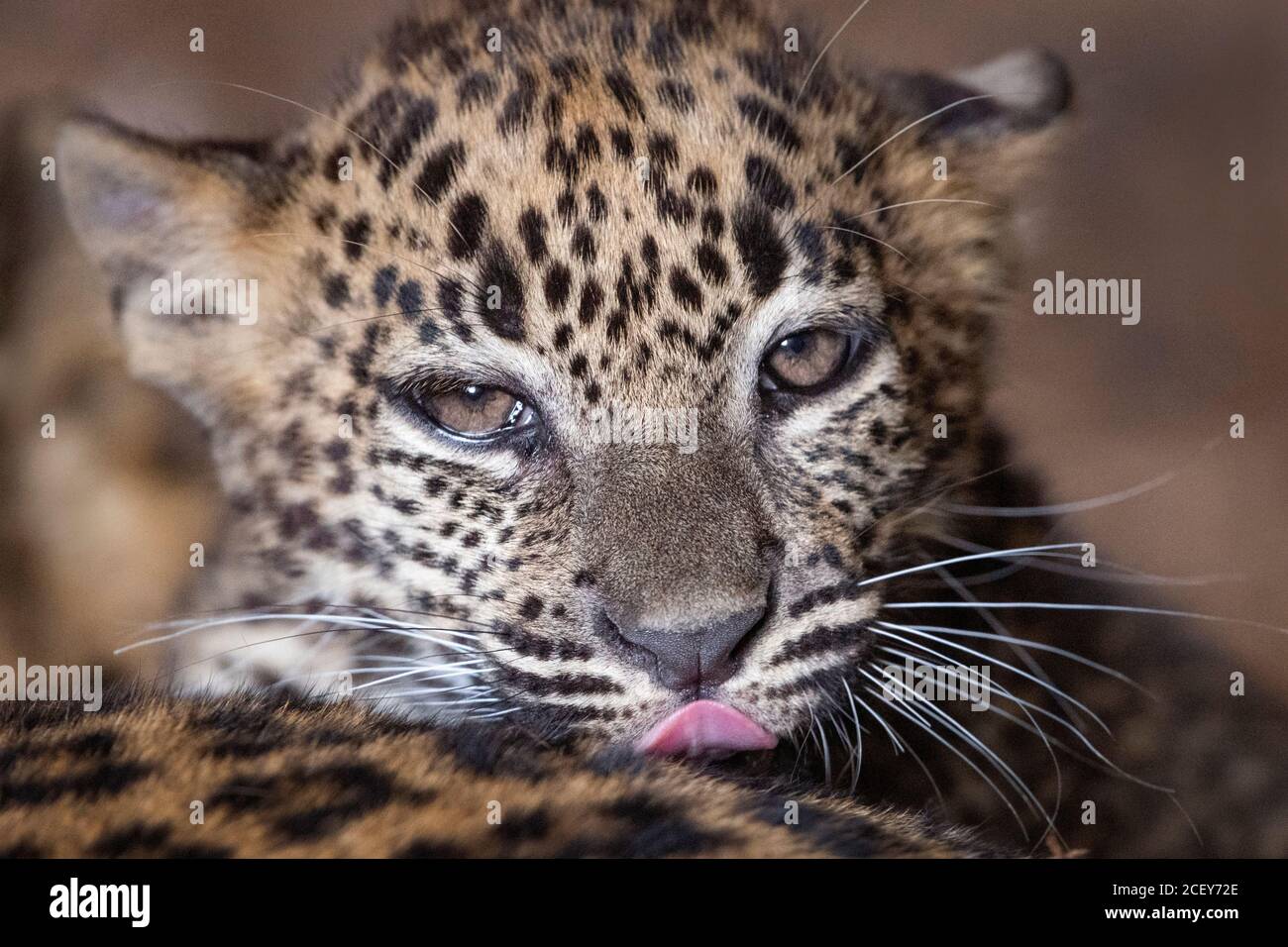 Young male Sri Lankan leopard looking towards camera, with tongue out Stock Photo