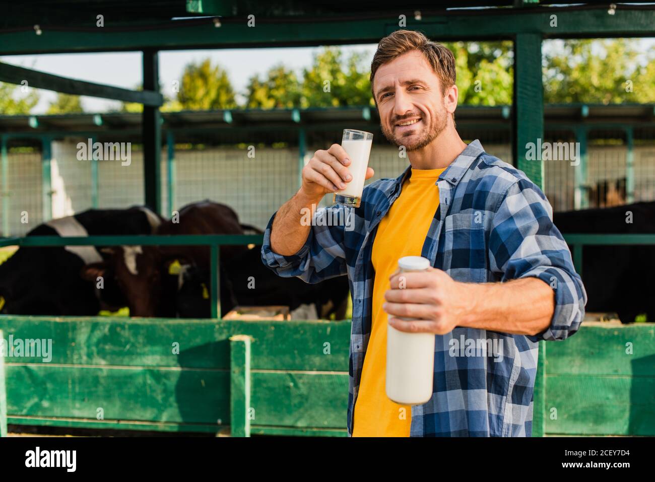 selective focus of farmer in plaid shirt holding glass and bottle of fresh milk near cowshed Stock Photo