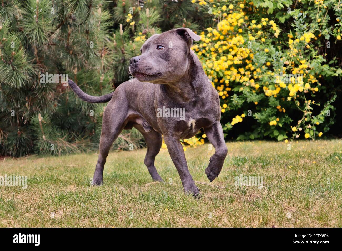 English blue Staffordshire Bull Terrier posing on the garden in spring Stock Photo