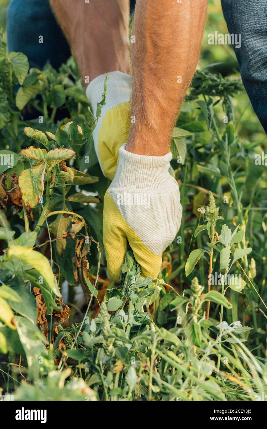 partial view of farmer in gloves pulling out weeds while working in