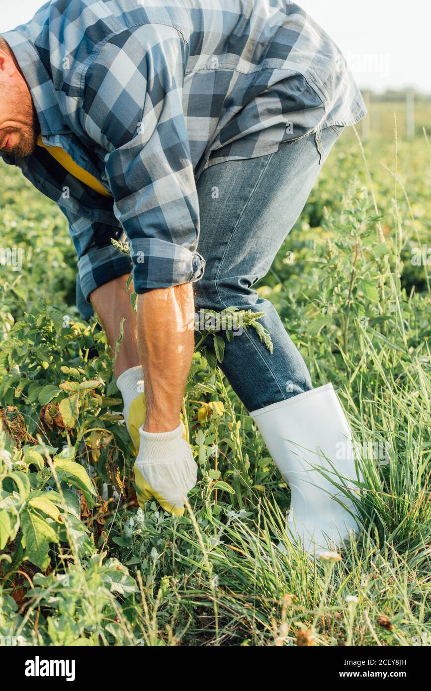 Person pulling weeds hi-res stock photography and images - Alamy