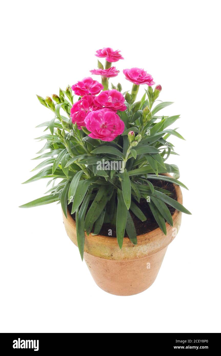 Flowering dianthus plant in a terracotta pot isolated against white Stock Photo