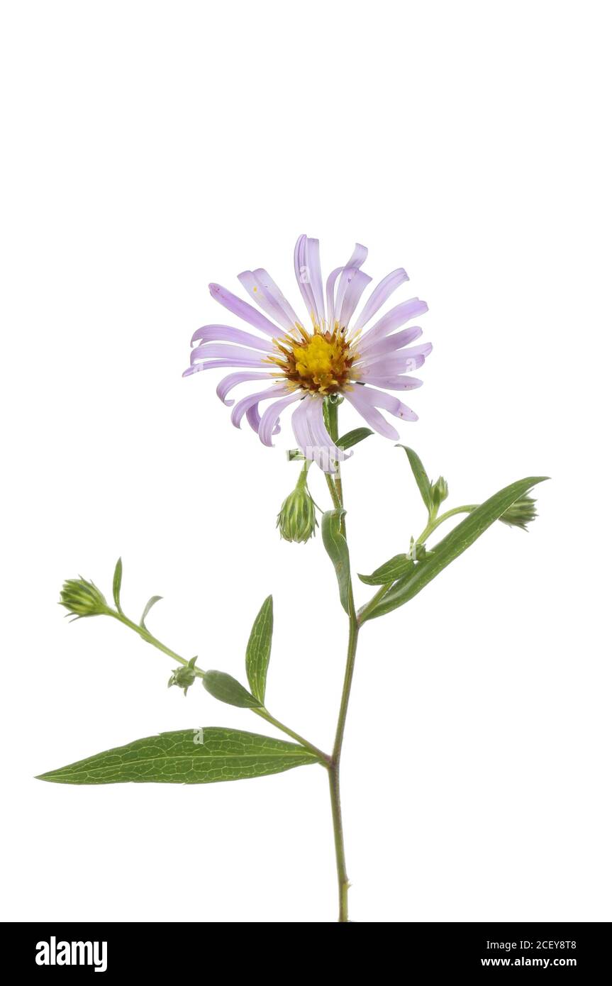 Michaelmas-daisy, Aster novi-belgii, flower and foliage isolated against white Stock Photo