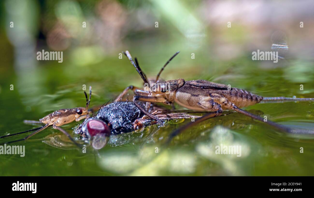 Low angle unusual persertive of Common Pondskater (Gerris lacustris) feasting on a fly in a pond was taken using the Venus Laowa Probe Lens Stock Photo