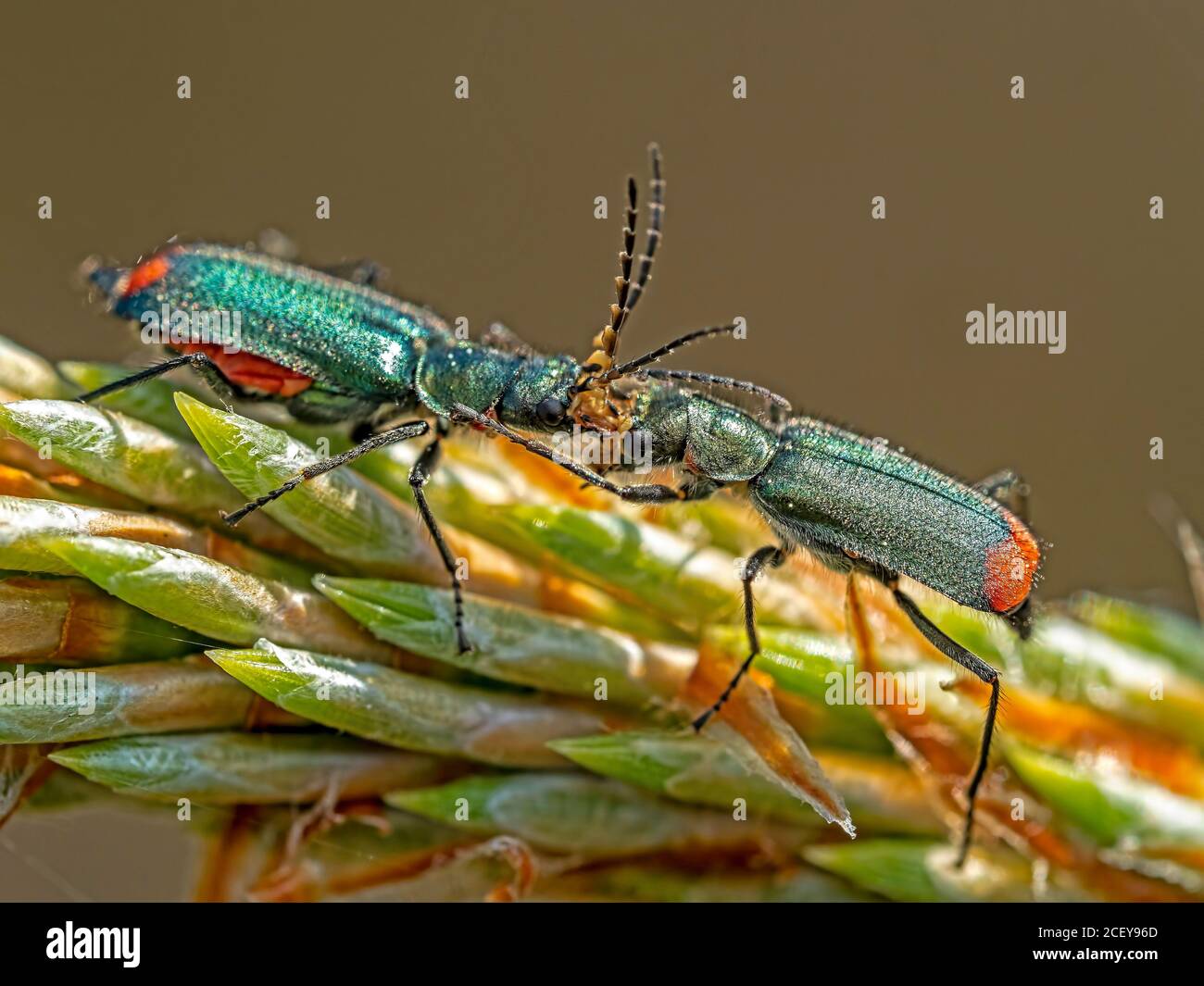A pair of Common Malachite (Malachius bipustulatus) beetles appearing to fight each other. Found on Sopley Common in Dorset. Stock Photo