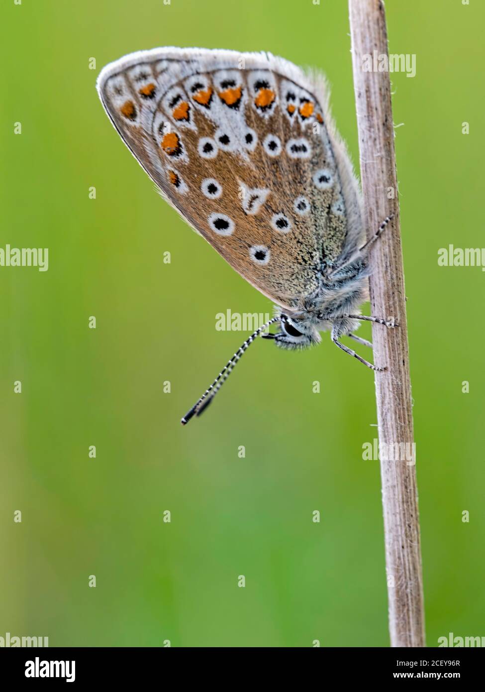 Common Blue butterfly (Polyommatus icarus) resting on a grass stalk. Martin Down nature reserve Dorset Stock Photo