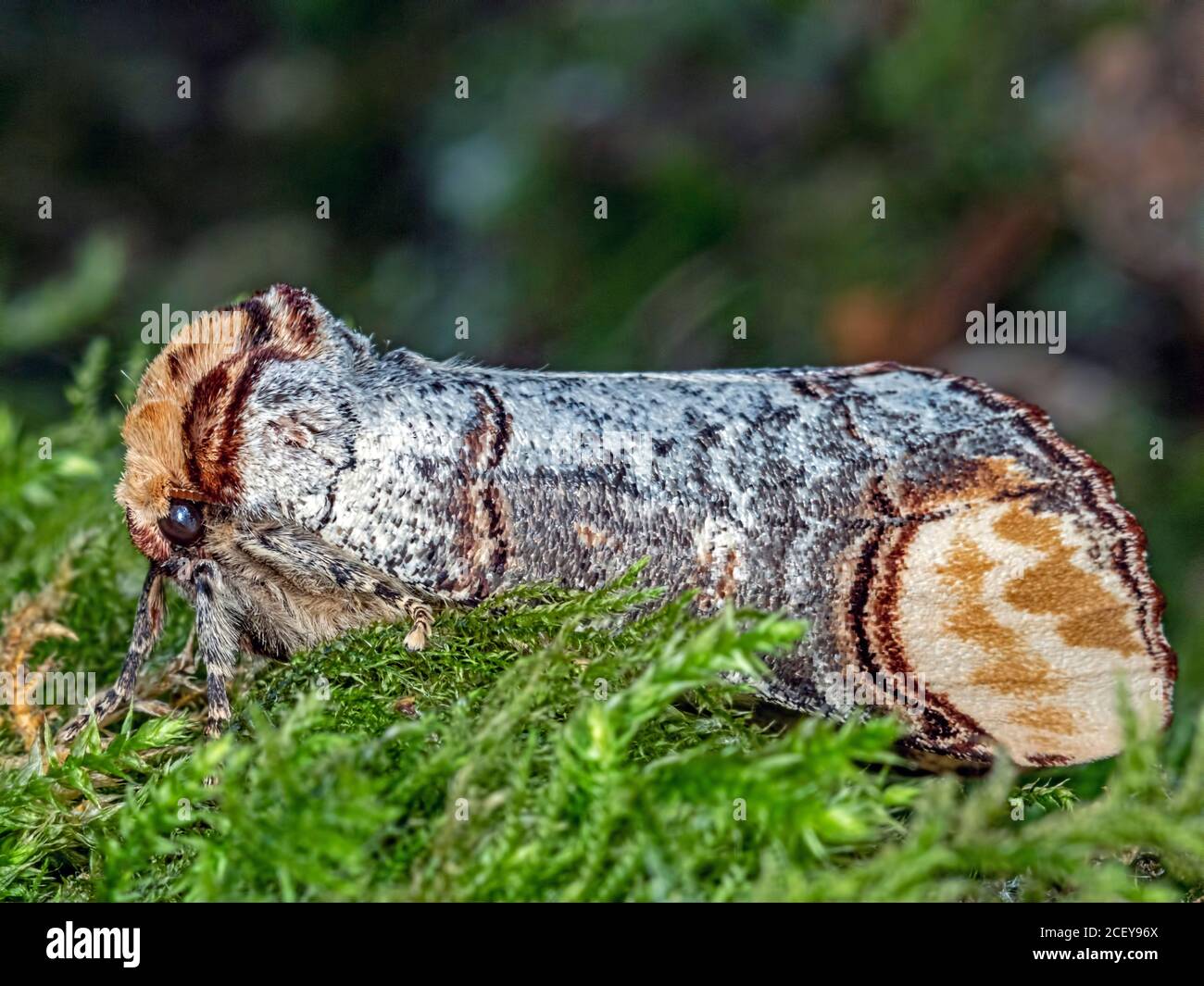 Buff tip moth (Phalera bucephala). Found at Blashford Lakes nature reserve in Hampshire. Stock Photo