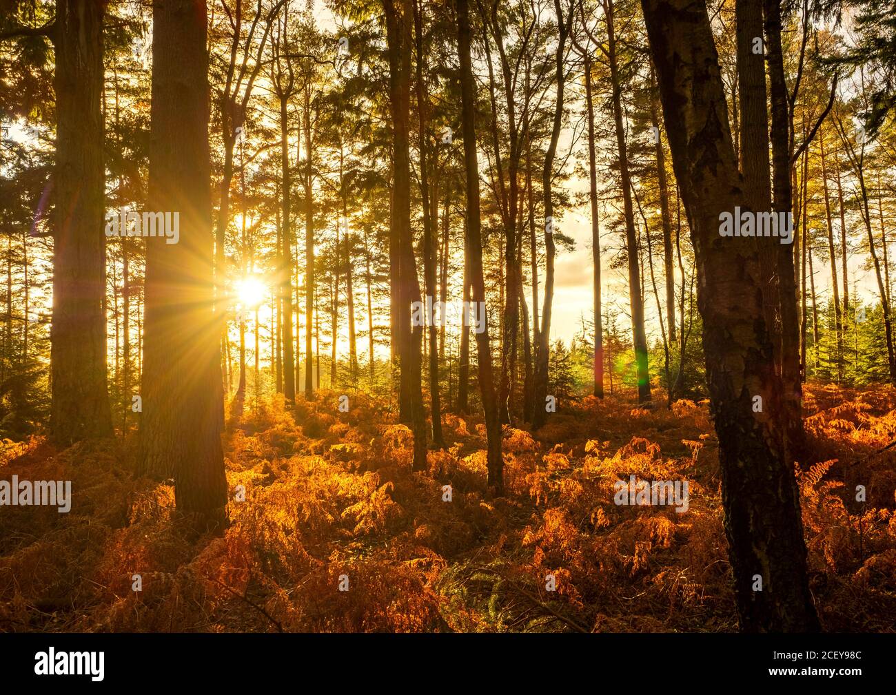New forest landscape hampshire hi-res stock photography and images - Alamy