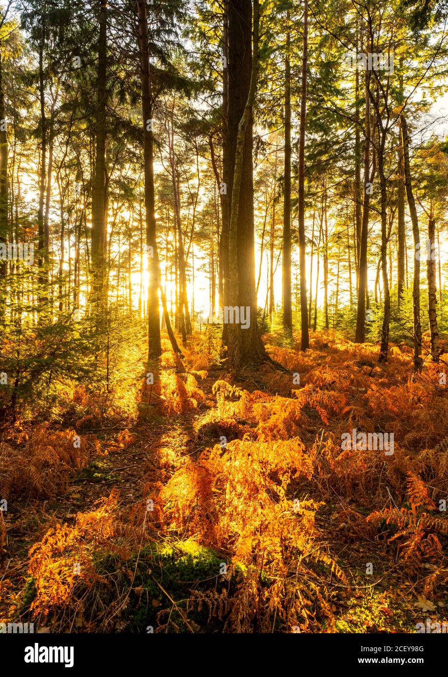 New forest hampshire woodland hi-res stock photography and images - Alamy