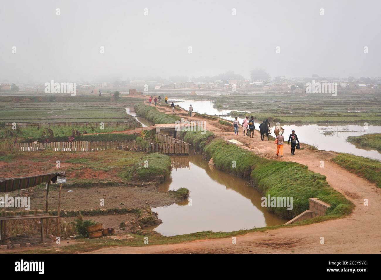 Antananarivo, Madagascar - May 07, 2019: Unknown Malagasy people and their zebu cattle walking over muddy flooded rice fields through clay road, fog i Stock Photo