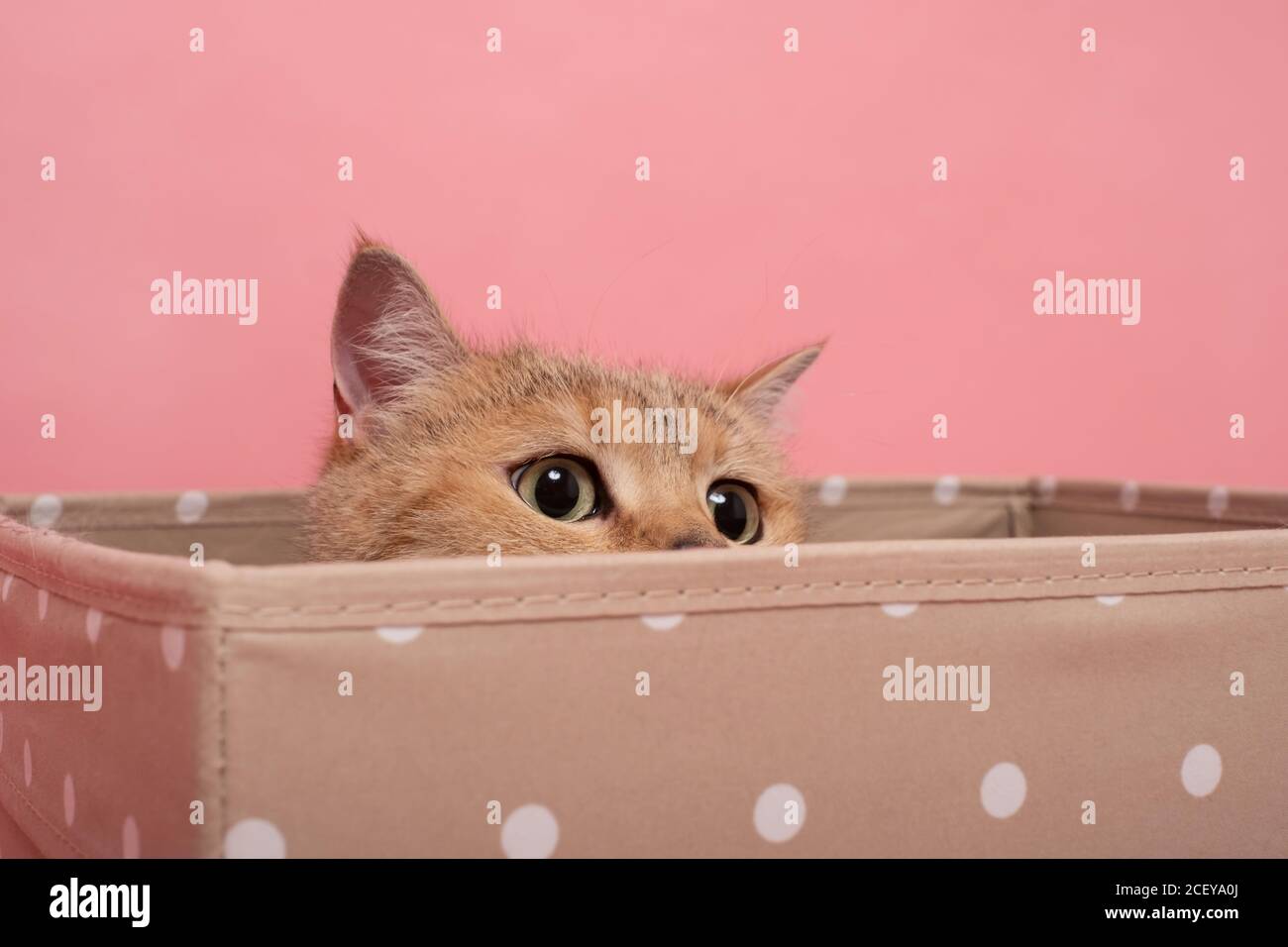 Cat in box hiding hires stock photography and images Alamy