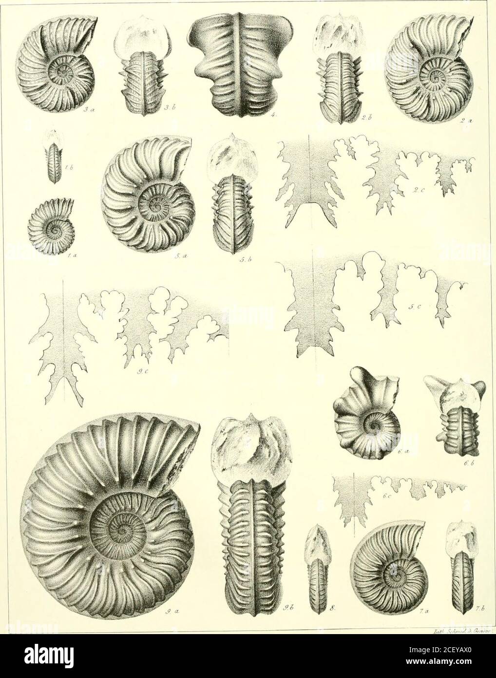 . Memoires de la Société de physique et d'histoire naturelle de Genève. 334.A. varians de Buch, Ammonites (trad.), Ann. des Scien. nat. t. 29, p. 28. Id. Fitton, Trans. of the Geol. Soc. t. iv, p. 336. Id. Bronii, Leth. geogn. p. 72, n 40, pi. 33, fig. 2.A. Coupci Bronn, loc. cit. p. 723, n 38, pi. 33, lig. 4.A. varians Buckland, Géologie et Min. t. n, p. 70, pi. 37, fig. 9. Id. Geinitz, Charackt. dersa;chsisch-bœhmisclienKreidegebirge, p. 40. Id. dOrbigny, Pal. fr. Terr. crét. p. 311, &gt;. 92. Dimensions. Diamètre 30à60millini. Largeur du dernier tour par rapport au diamètre 0,43 Épaisseur Stock Photo