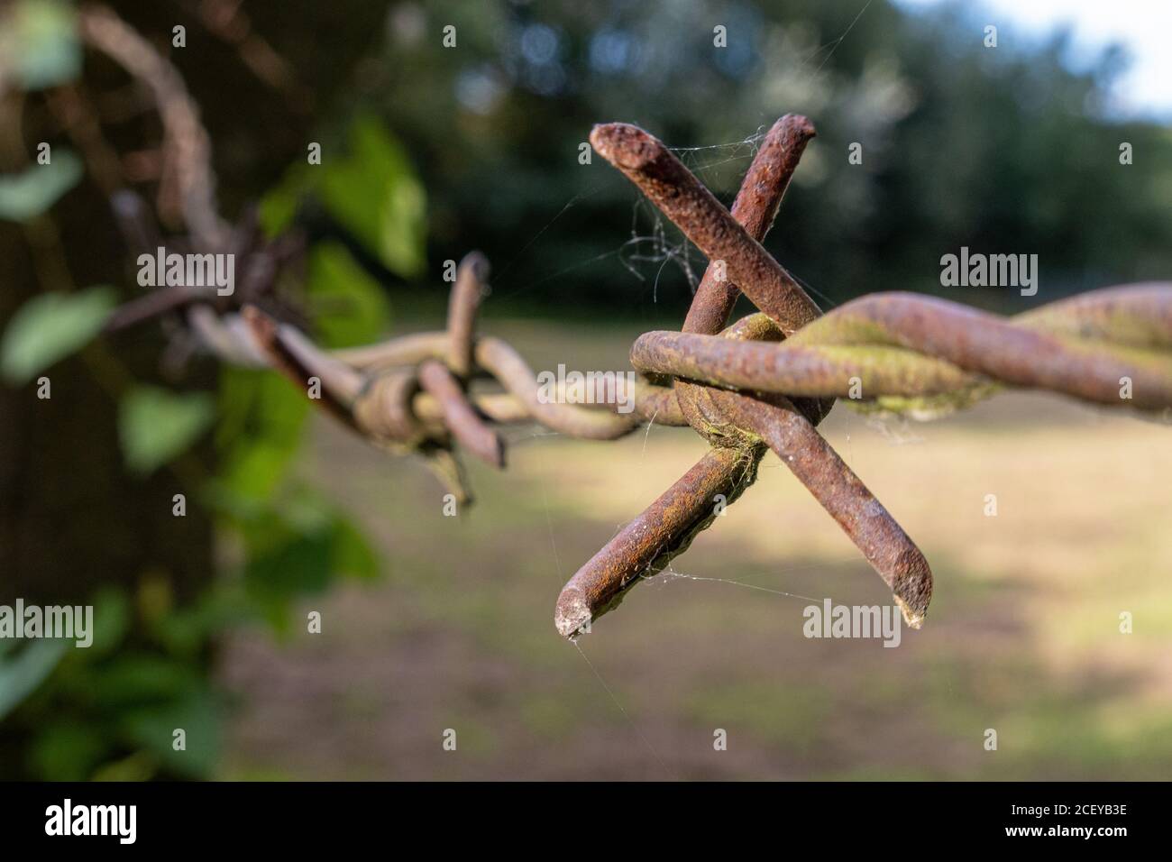 rusty barbed wire