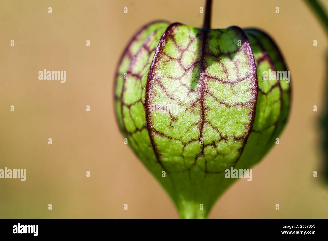 Morel berry fruit with green and purple skin Stock Photo