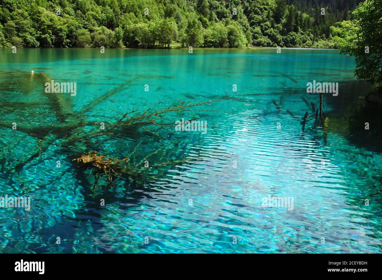 Juizhaigou (Nine Villages Valley) in Sichuan, China. Five Flower Lake with submerged trees. Stock Photo