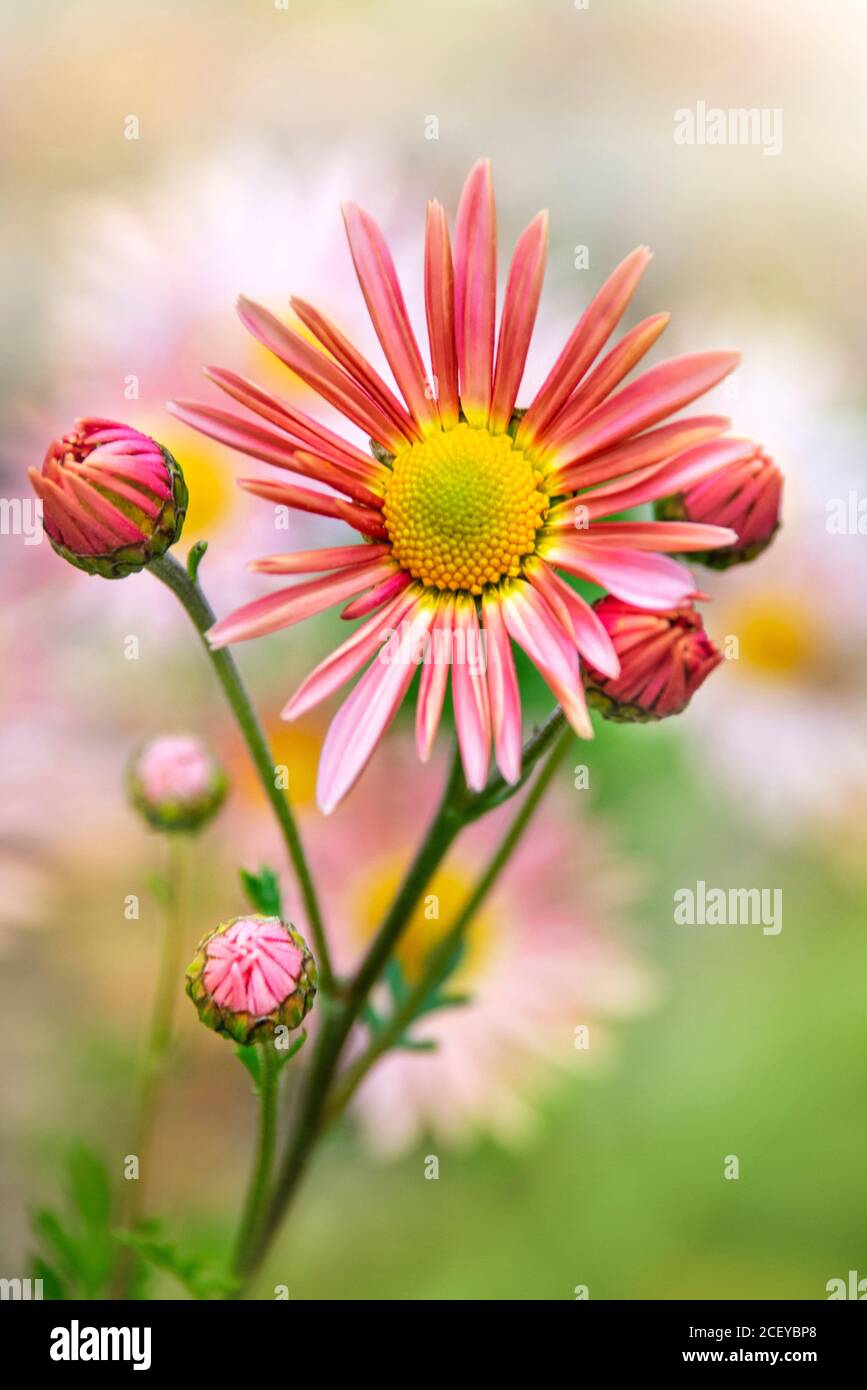 Chrysanthemum Flower Stock Photo