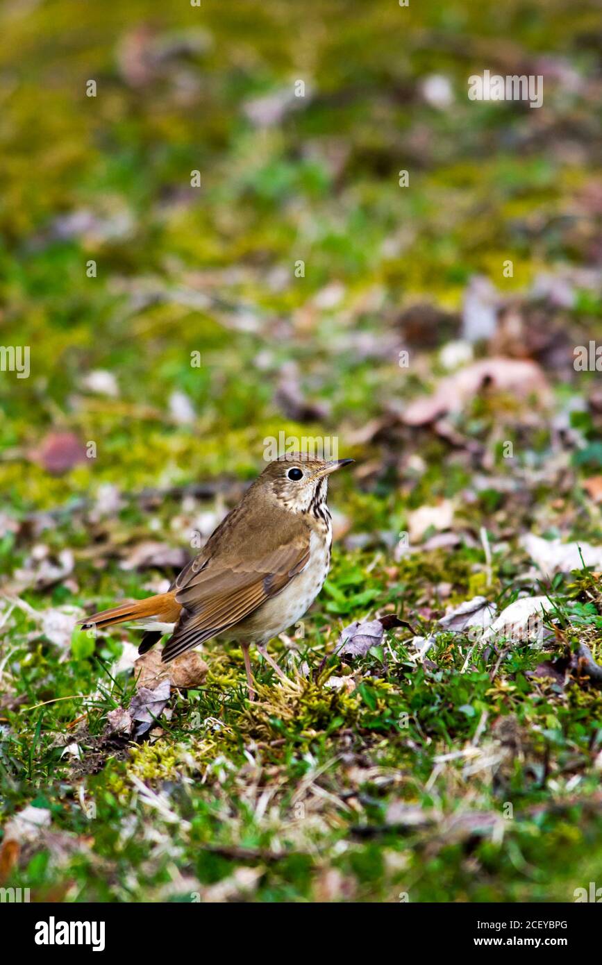 Hermit Thrush Stock Photo