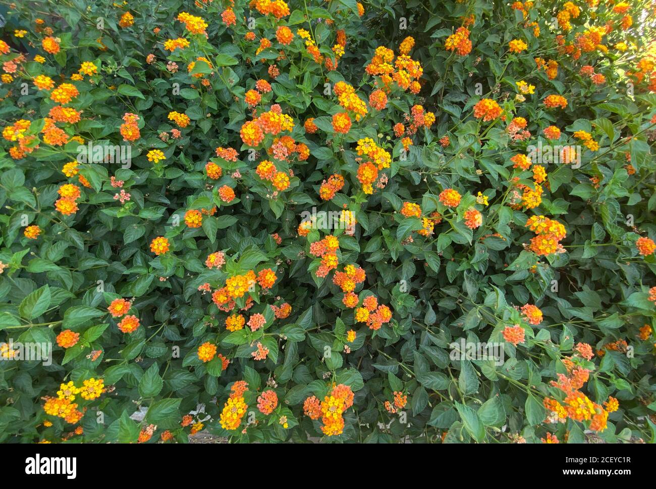 front view branch of flowers Stock Photo - Alamy