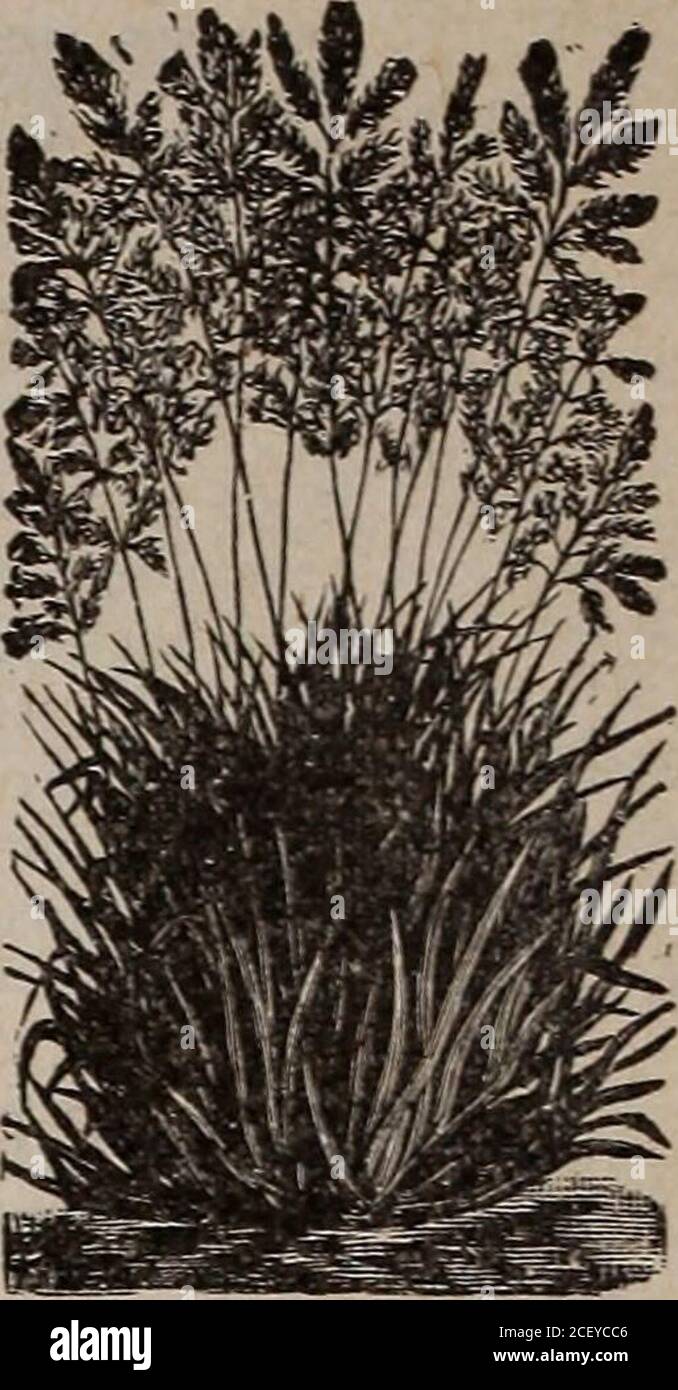 . Seeds, bulbs, shrubs : catalogue 1914. PERENNIAL RYE KY. BLUE GRASS Awnless Brome Grass {Bromiis iiiermis). Will stand longdroughts and produce heavy crops in dry sections whereother grasses would perish. It is one of the hardiestgrasses. Will succeed in a wider range of temperaturethan any other gr^ss. Sow 35 to 40 lbs. to the acre. Canada Blue Grass (Poa compressa). Used sometimes as asubstitute for Kentucky Blue Grass in Lawn Grass Mix-tures, but not so desirable for that purpose either in coloror texture. Its merit is in the fact that it will grow onalmost any soil and under adverse clim Stock Photo