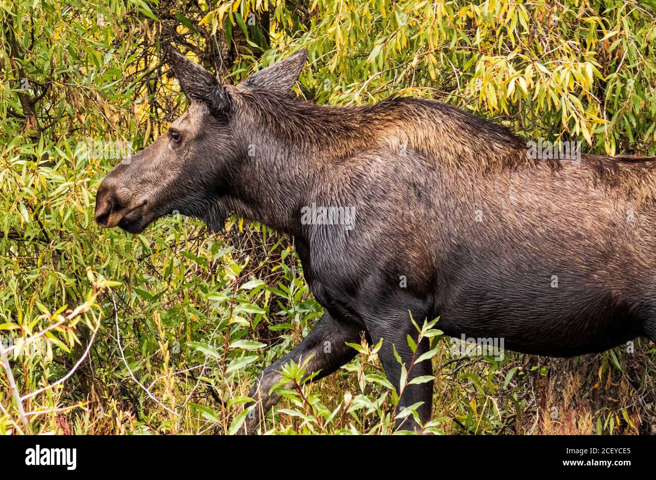 Closeup sideview of a female Moose with green bushes behind it Stock Photo