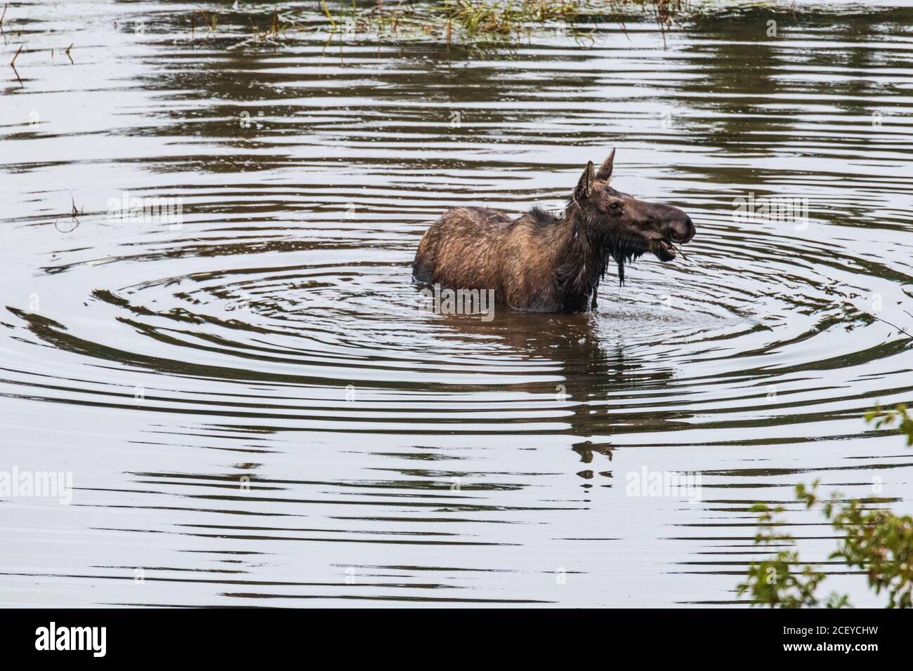 Female moose standing in water with a mouth of food looking to the right Stock Photo